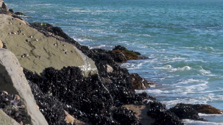 Mussels on a Jetty in the Pacific Ocean