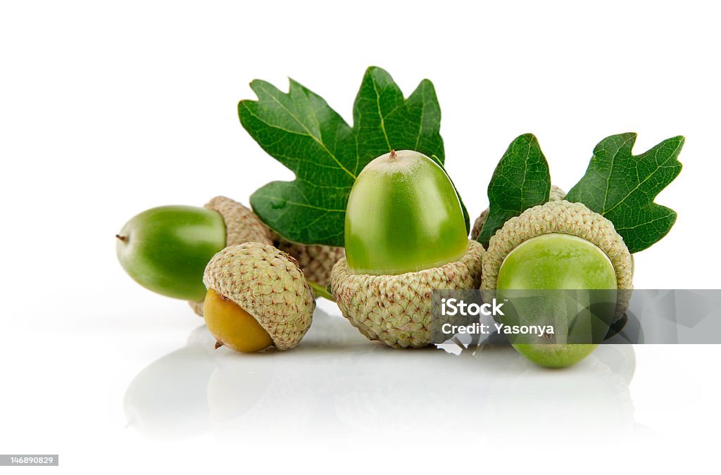 Bellota verde con hojas de frutas - Foto de stock de Bellota libre de derechos