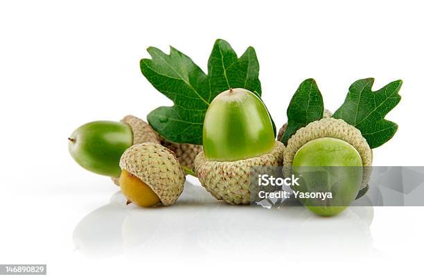 Bellota Verde Con Hojas De Frutas Foto de stock y más banco de imágenes de Bellota - Bellota, Blanco - Color, Bosque