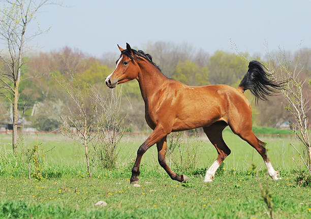 istock beautiful arabian horse running trot on pasture 146890834
