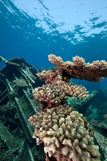 istock Wreck German freighter Kormoran - sank in 1984 Tiran 146890835