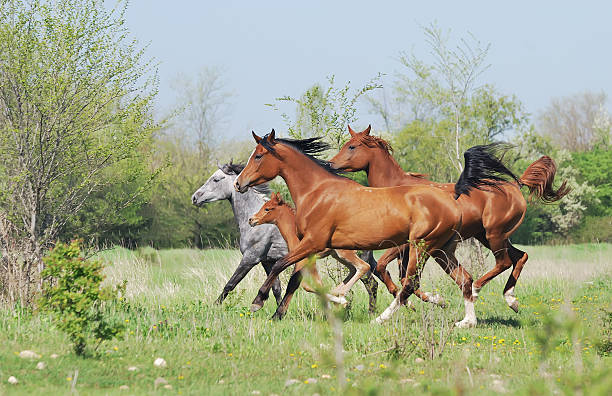 istock herd of arabian horses running on pasture 146890844