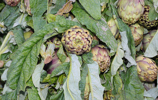 background of many  green large ripe artichokes for sale at market