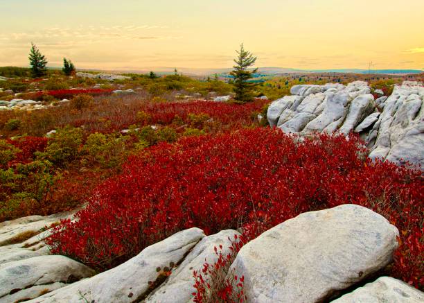 istock Monongahela National Forest, Dolly Sods 1468909275