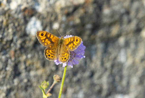 Female Lasiommata megera, the wall or wall brown sucking nectar on a scabiosa.