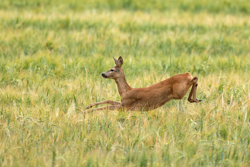 Female roe deer (Capreolus capreolus) jumping in a cereal field.