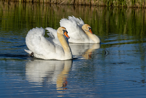 Two ducks and a swan on a lake
