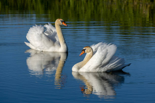 istock Pair of mute swans (Cygnus olor) 1468909648