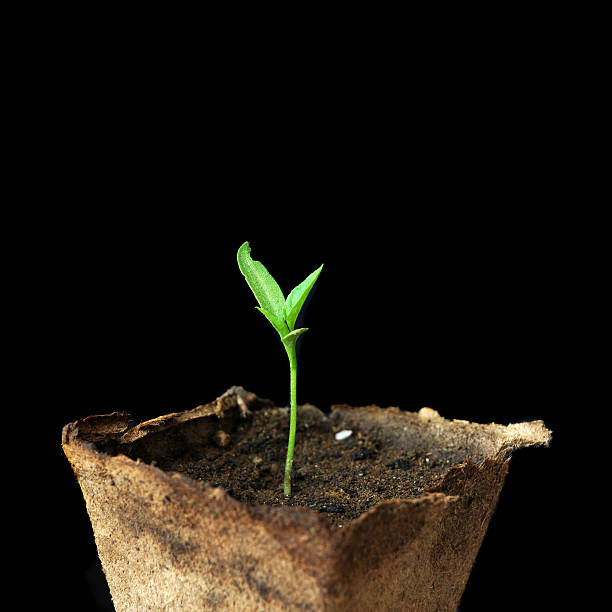 Pequenos crescendo planta em vaso - foto de acervo