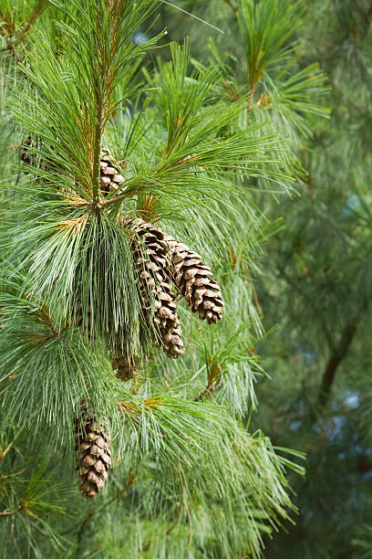 Pinus wallichiana long needles and cones of Pinus wallichiana pine tree pinus wallichiana stock pictures, royalty-free photos & images