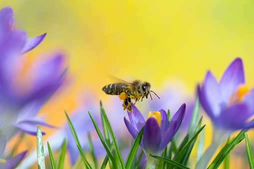 Bee approaching on crocus flower,Eifel,Germany.\nPlease see more similar pictures of my Portfolio.\nThank you!