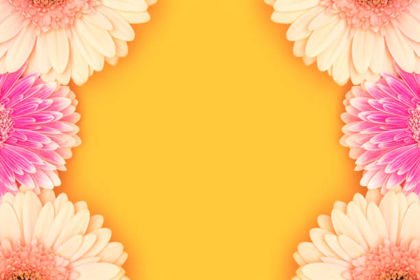 Clsoe up of gerbera and chrysanthemum in white vase on plain background
