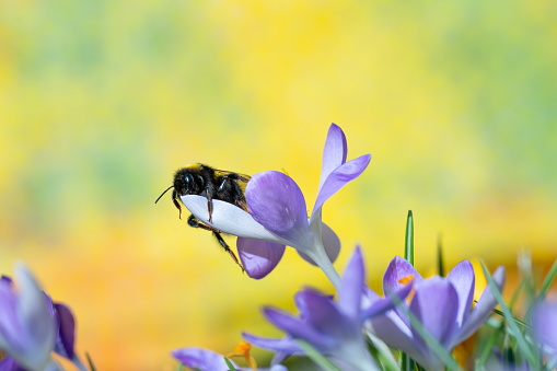 Bumblee bee on crocus flower,Eifel,Germany.\nPlease see more similar pictures of my Portfolio.\nThank you!