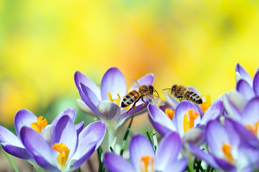 Two bees on crocus flower,Eifel,Germany.\nPlease see more similar pictures of my Portfolio.\nThank you!