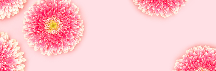 Banner with gerbera flowers on a pink background. Floral concept.