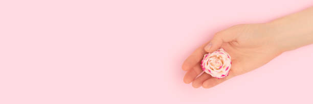 istock Banner with hand hold rose flower on a pink background. 1468912626
