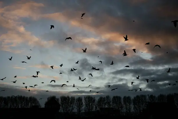 Crows and seagulls in the sky at dusk with clouds and a rest of the sun