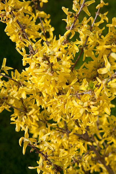 yellow tree stock photo