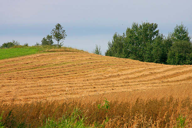 summer field on Mazury stock photo