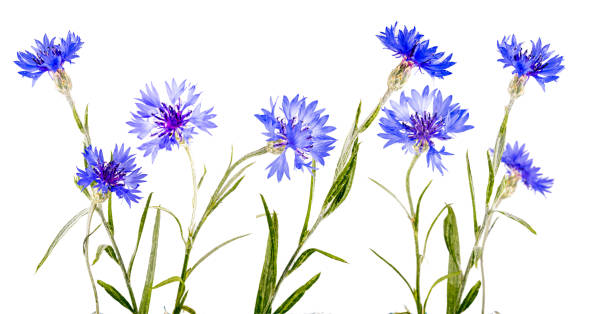 istock Blue cornflowers flowers, isolated on white background. 1468913904