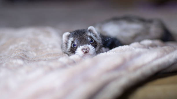 istock Cute ferret lay down on the couch to rest. 1468913997