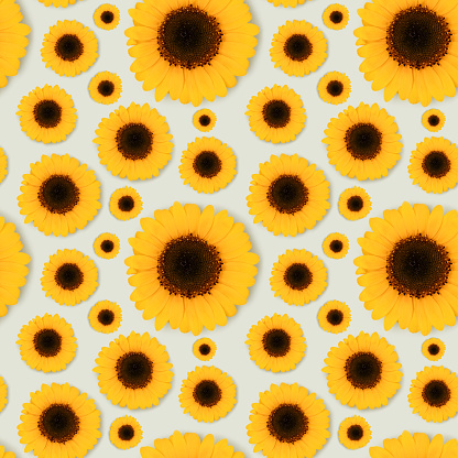 Seamless pattern made of sunflower on a blue pastel background.