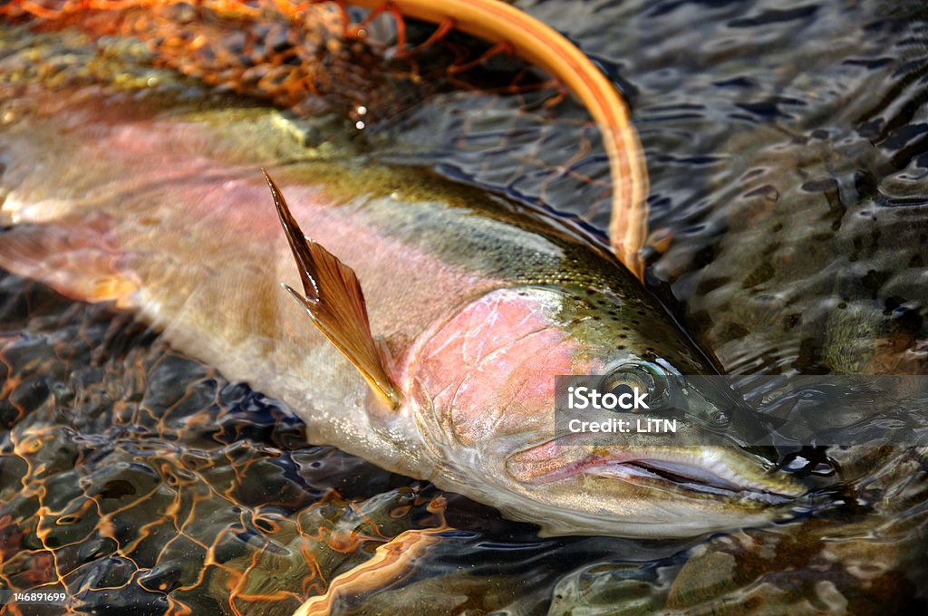 NZ Forelle - Lizenzfrei Fliegenfischen Stock-Foto