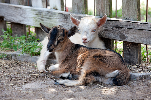 Two Nigerian Dwarf Goats Kids cuddling.