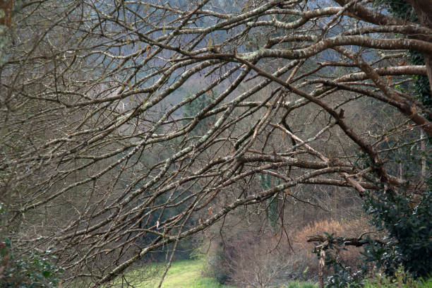 Long mossy tree branches without leaves in early spring against a mountain landscape