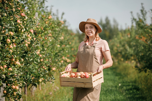 Happy smiling female farmer worker crop picking fresh ripe apples in orchard garden during autumn harvest. Harvesting time