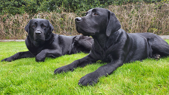 Two black Labrador dogs spend a warm afternoon together on the green grass in the garden. They look up with their heads up.