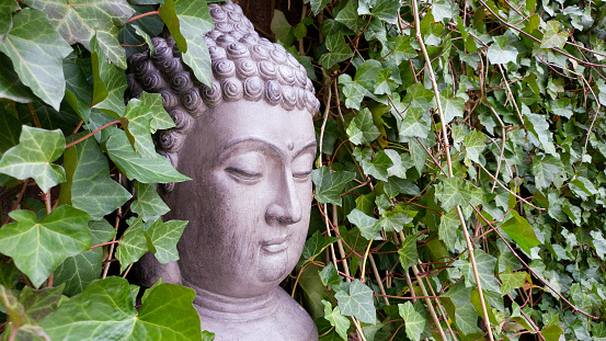 Stone buddha head in ivy leaves on a rainy day.