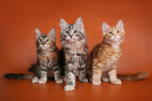 Three maine coon kittens posing on orange background