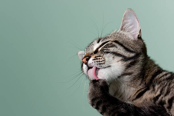Cat grooming A mackerel tabby licks his paws clean, with a roughly-textured tongue. animal tongue stock pictures, royalty-free photos & images