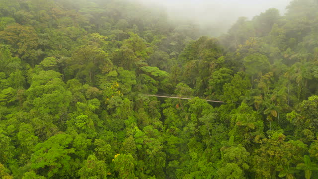 Breath taking aerial view of lush green trees and vegetation in tropical rain forest. Suspension footbridge spanning gorge in wild nature. La Fortuna, Costa Rica