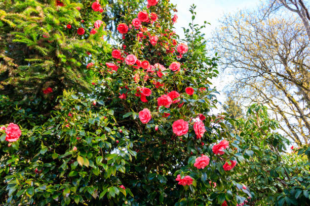 istock Beautiful blooming camellia tree in park 1468920331