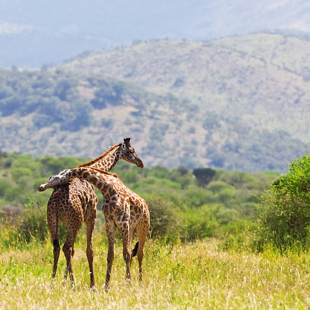 giraffes (giraffa camelopardalis - south african giraffe zdjęcia i obrazy z banku zdjęć