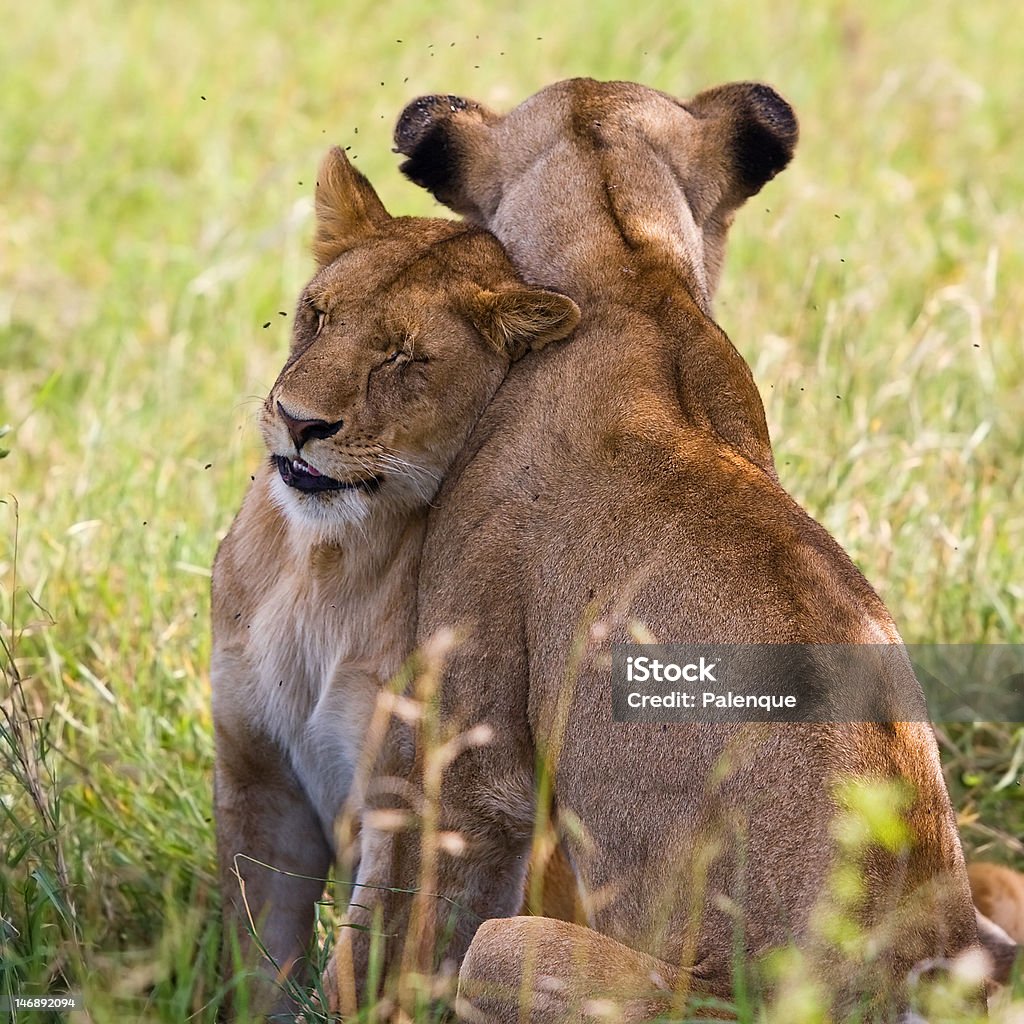 Lionesses in the Serengeti Lionesses in the Serengeti national park, Tanzania Africa Stock Photo