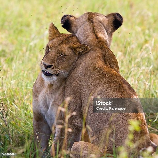 Lionesses В Серенгети — стоковые фотографии и другие картинки Африка - Африка, Без людей, Большая кошка