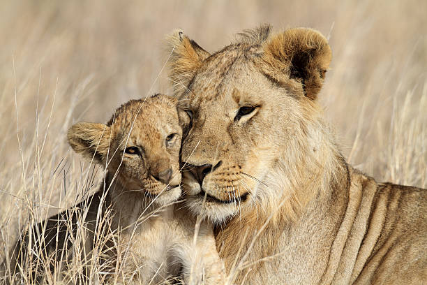 istock Lion bigbrother babysitting cub, Serengeti 146892098