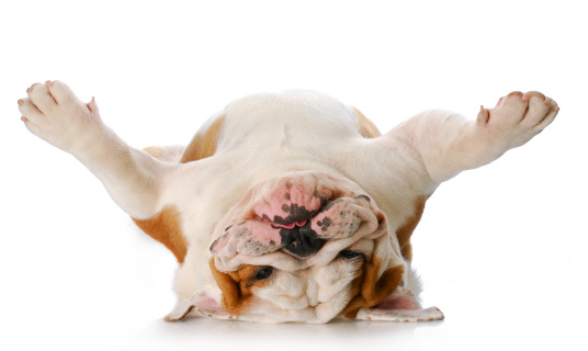 english bulldog laying on his back with funny face with reflection on white background