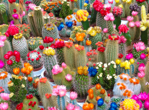 colorful cactusses in Amsterdam market