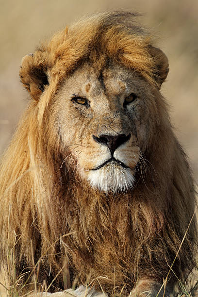 Maschio Leone a riposo al Sole di mattina, Serengeti - foto stock