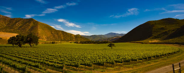 istock Vineyard panorama Arroyo Seco California 1468923118