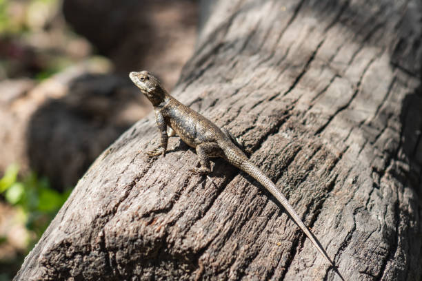 istock gecko on sunlight, artistic photo with enutra colors 1468923412