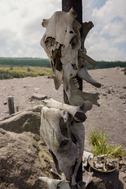 istock Close up view of cow skulls hanged on a pole 1468923991