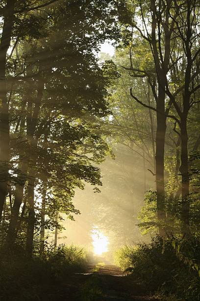 istock Dirt road in the misty forest 146892474