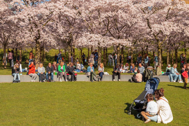 Amstelveen, Netherlands, March 27, 2022; People enjoy the blossom park among the blossoming cherry trees in the spring.