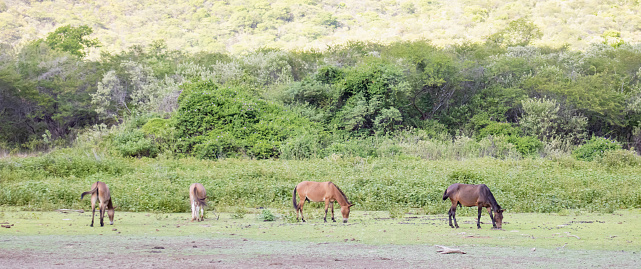 A sprawling natural landscape with donkeys as the main focus