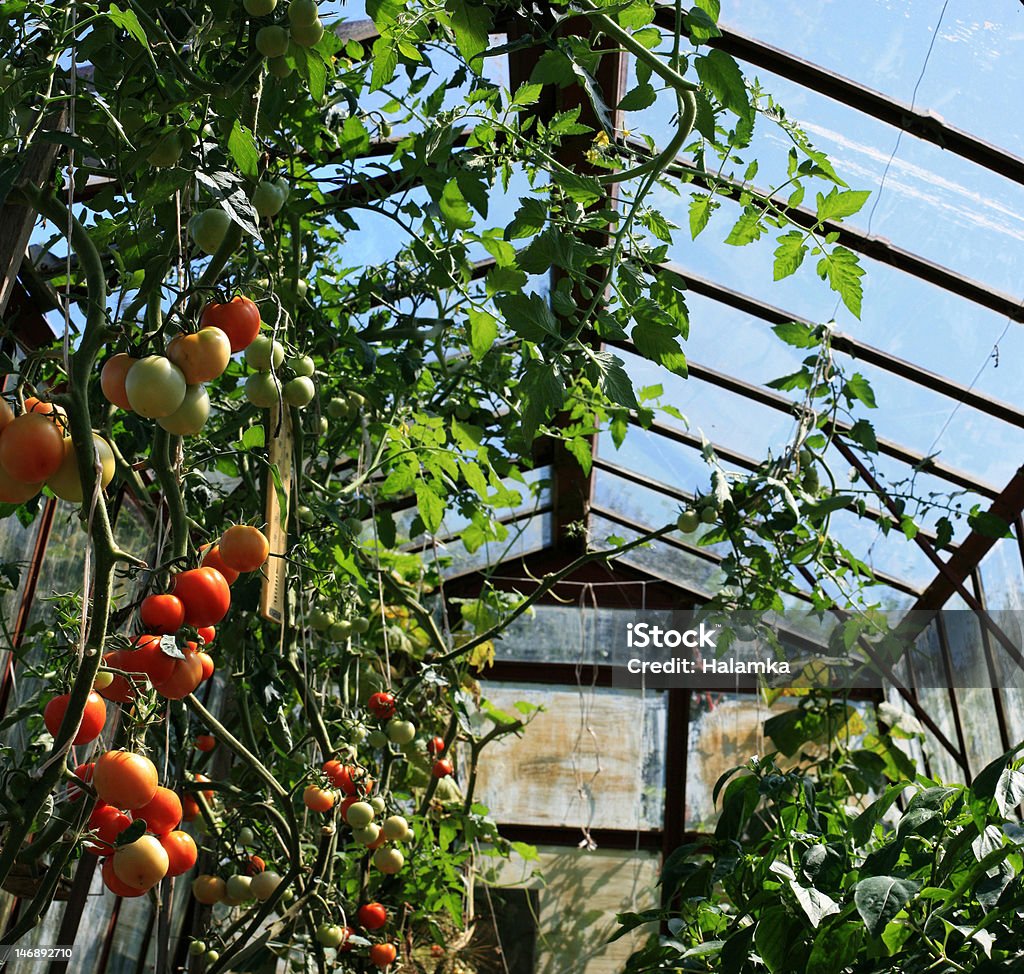 トマトの greenhouses - みずみずしいのロイヤリティフリーストックフォト